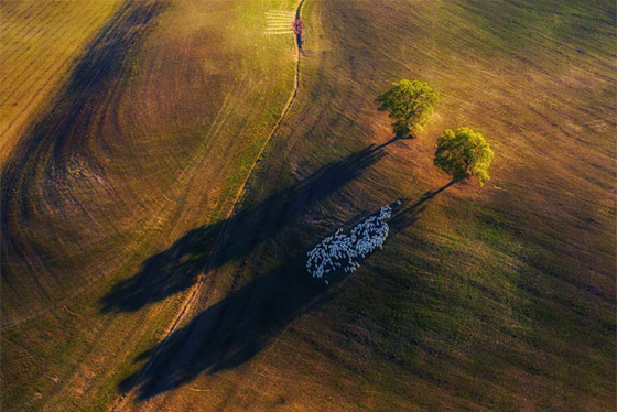 صور مذهلة: إليكم الفائزين في مسابقة مصوّر الطبيعة لعام 2020 صورة رقم 3