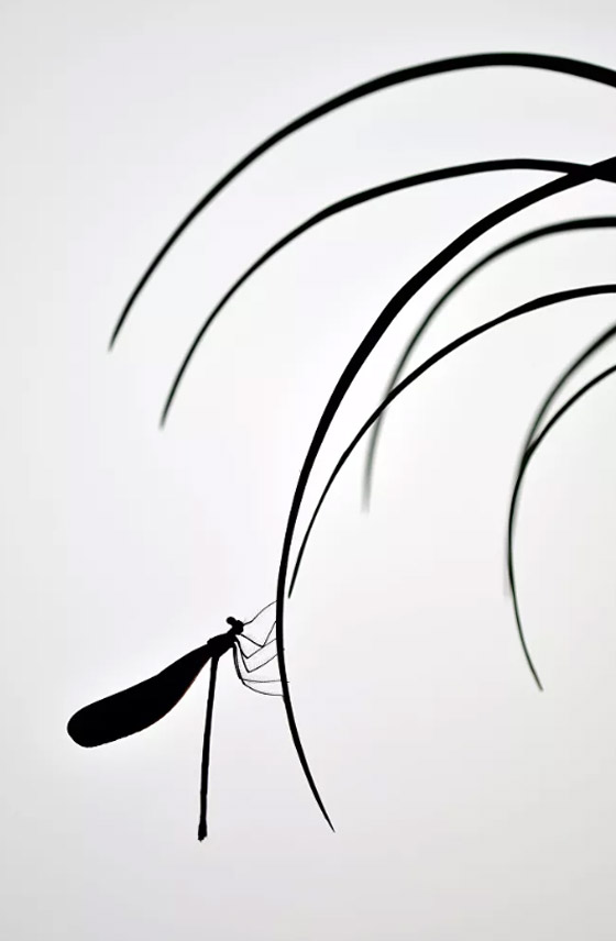 صور مذهلة: إليكم الفائزين في مسابقة مصوّر الطبيعة لعام 2020 صورة رقم 4