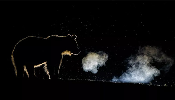 صور مذهلة: إليكم الفائزين في مسابقة مصوّر الطبيعة لعام 2020 صورة رقم 5