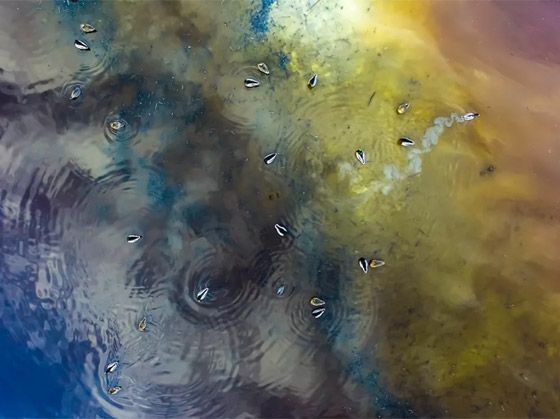 صور مذهلة: إليكم الفائزين في مسابقة مصوّر الطبيعة لعام 2020 صورة رقم 7