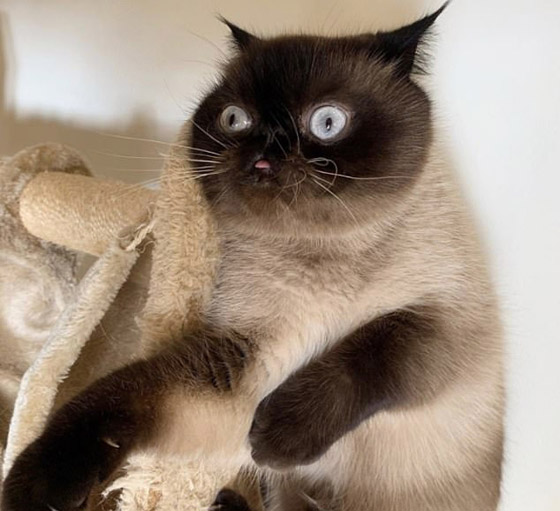 صور: قط يحصل على أكثر من 60 ألف متابع إنستغرامي بسبب لسانه! صورة رقم 5