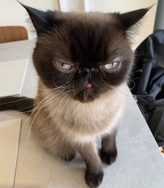 صور: قط يحصل على أكثر من 60 ألف متابع إنستغرامي بسبب لسانه! صورة رقم 3