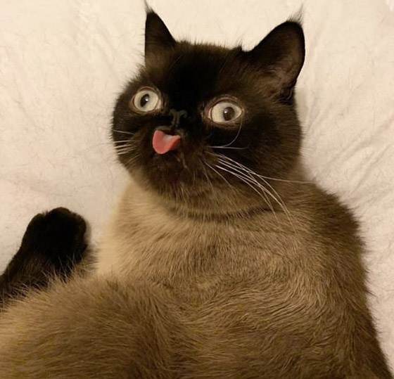 صور: قط يحصل على أكثر من 60 ألف متابع إنستغرامي بسبب لسانه! صورة رقم 4