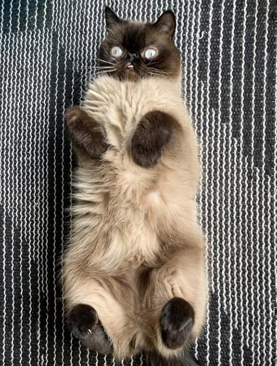 صور: قط يحصل على أكثر من 60 ألف متابع إنستغرامي بسبب لسانه! صورة رقم 6