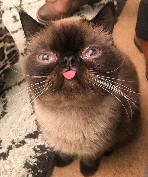 صور: قط يحصل على أكثر من 60 ألف متابع إنستغرامي بسبب لسانه! صورة رقم 7