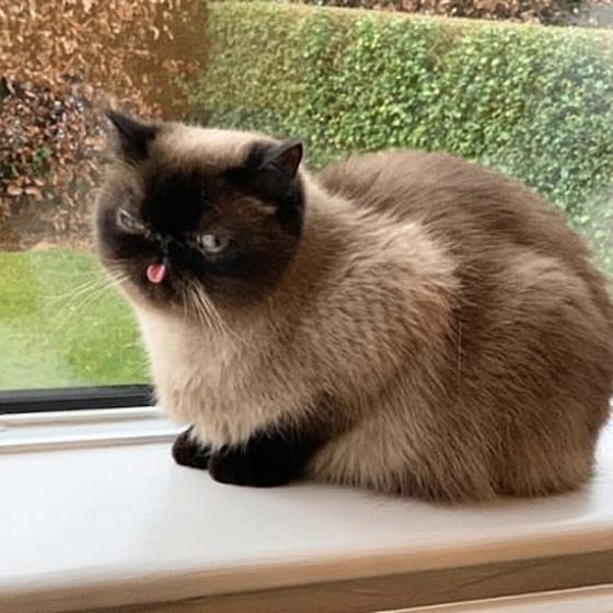 صور: قط يحصل على أكثر من 60 ألف متابع إنستغرامي بسبب لسانه! صورة رقم 8