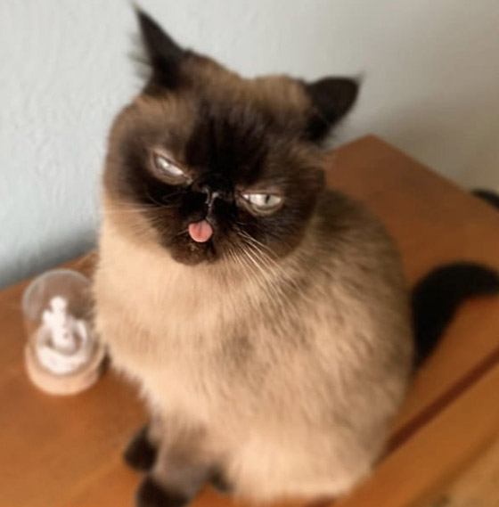 صور: قط يحصل على أكثر من 60 ألف متابع إنستغرامي بسبب لسانه! صورة رقم 9