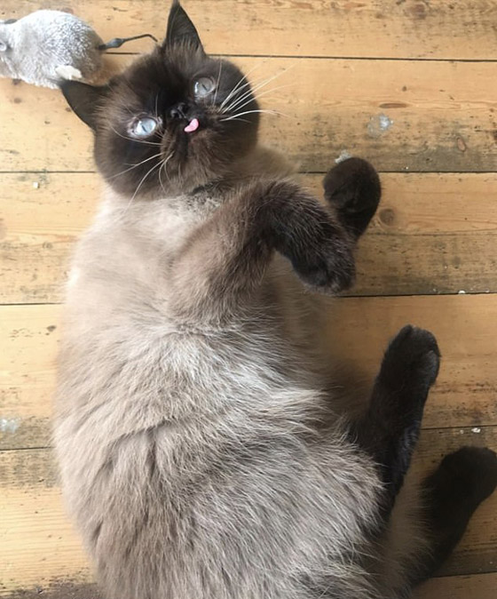 صور: قط يحصل على أكثر من 60 ألف متابع إنستغرامي بسبب لسانه! صورة رقم 10