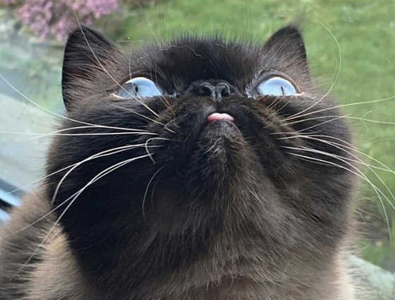 صور: قط يحصل على أكثر من 60 ألف متابع إنستغرامي بسبب لسانه! صورة رقم 11