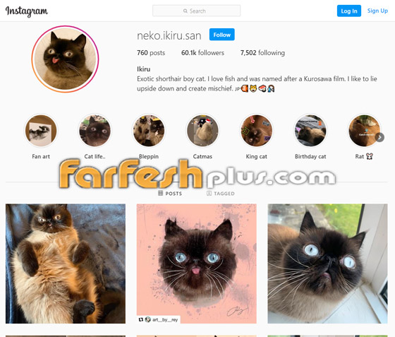 صور: قط يحصل على أكثر من 60 ألف متابع إنستغرامي بسبب لسانه! صورة رقم 2