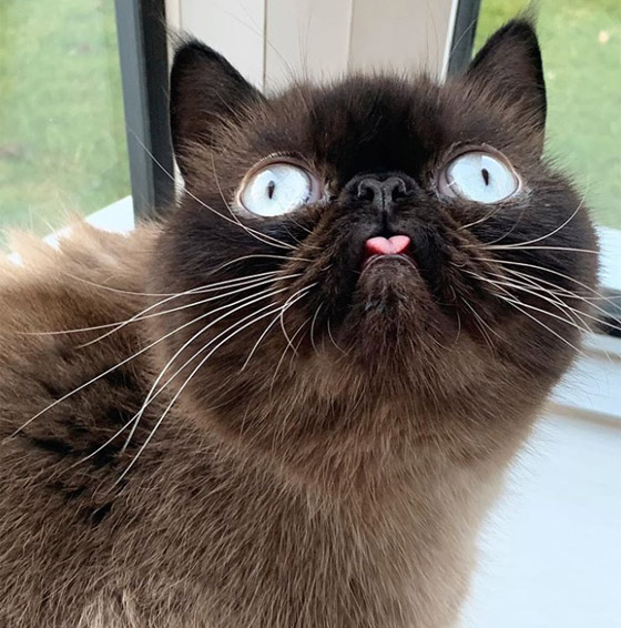 صور: قط يحصل على أكثر من 60 ألف متابع إنستغرامي بسبب لسانه! صورة رقم 12