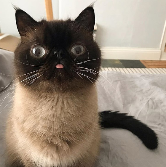 صور: قط يحصل على أكثر من 60 ألف متابع إنستغرامي بسبب لسانه! صورة رقم 13