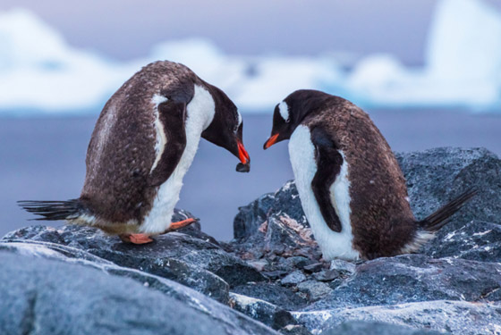 الفيلة تقيم الجنازات.. إليكم أغرب سلوكيات بشرية تمارسها الحيوانات! صورة رقم 1