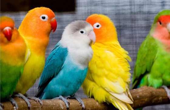 الفيلة تقيم الجنازات.. إليكم أغرب سلوكيات بشرية تمارسها الحيوانات! صورة رقم 2