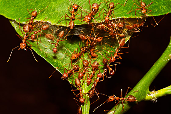 الفيلة تقيم الجنازات.. إليكم أغرب سلوكيات بشرية تمارسها الحيوانات! صورة رقم 4