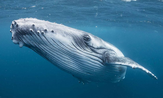 الفيلة تقيم الجنازات.. إليكم أغرب سلوكيات بشرية تمارسها الحيوانات! صورة رقم 5