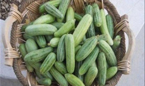 فوائد الفقوس للصحة وخسارة الوزن صورة رقم 3