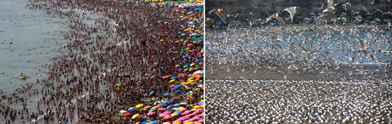 تركوها للطيور.. كورونا أخلى شواطئ العالم صورة رقم 1