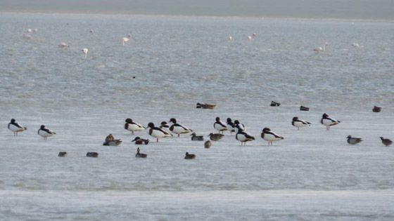 تركوها للطيور.. كورونا أخلى شواطئ العالم صورة رقم 3