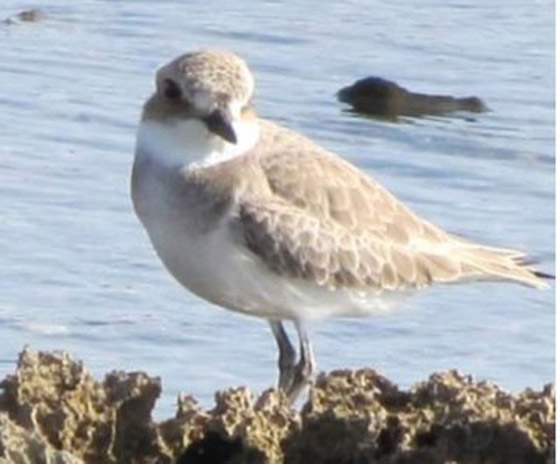 تركوها للطيور.. كورونا أخلى شواطئ العالم صورة رقم 10