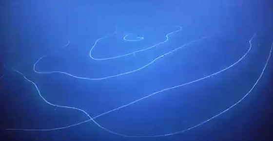 بحجم مبنى مكون من 11 طابقا.. رصد مخلوق غريب عملاق بقاع المحيط صورة رقم 5