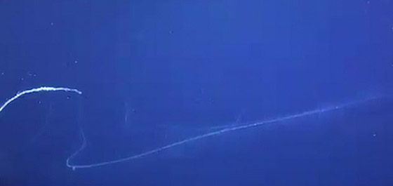 بحجم مبنى مكون من 11 طابقا.. رصد مخلوق غريب عملاق بقاع المحيط صورة رقم 7