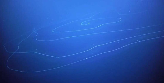 بحجم مبنى مكون من 11 طابقا.. رصد مخلوق غريب عملاق بقاع المحيط صورة رقم 8