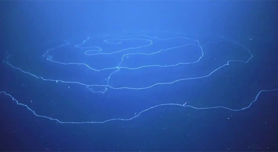 بحجم مبنى مكون من 11 طابقا.. رصد مخلوق غريب عملاق بقاع المحيط صورة رقم 1