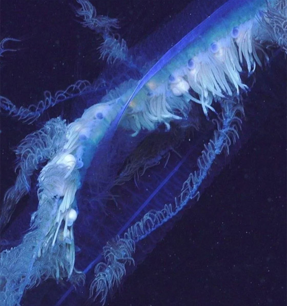 بحجم مبنى مكون من 11 طابقا.. رصد مخلوق غريب عملاق بقاع المحيط صورة رقم 2