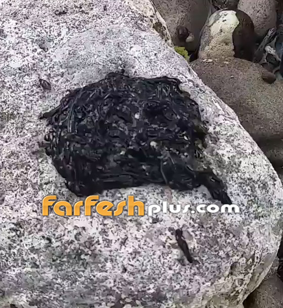 فيديو:  مخلوق أسود غامض يثير حيرة واستغراب مستخدمي شبكات التواصل صورة رقم 1