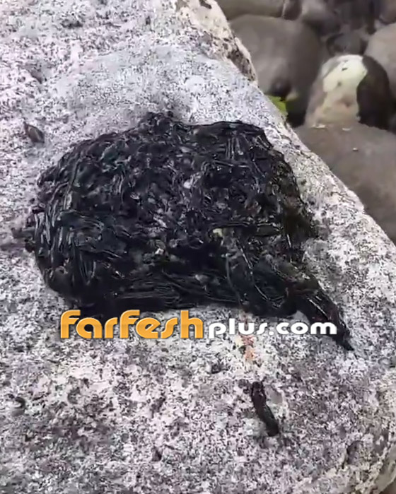 فيديو:  مخلوق أسود غامض يثير حيرة واستغراب مستخدمي شبكات التواصل صورة رقم 2