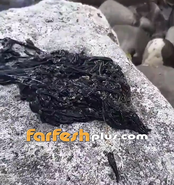 فيديو:  مخلوق أسود غامض يثير حيرة واستغراب مستخدمي شبكات التواصل صورة رقم 3