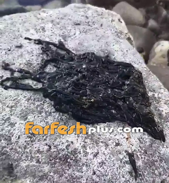 فيديو:  مخلوق أسود غامض يثير حيرة واستغراب مستخدمي شبكات التواصل صورة رقم 4