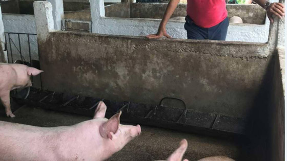 فيروس خنزيري يظهر بالصين ويدق ناقوس الخطر من وباء جديد! صورة رقم 23