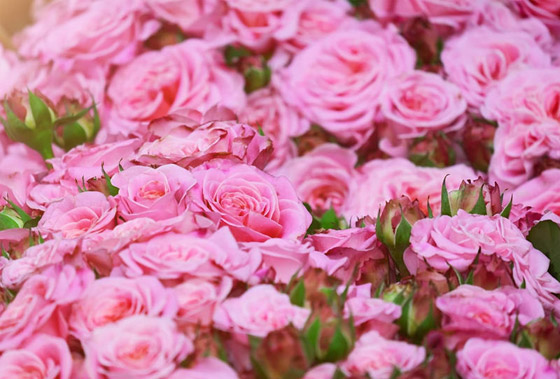 أبريل شهر الورود فاحت منه رائحة المعقمات صورة رقم 5