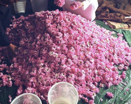 أبريل شهر الورود فاحت منه رائحة المعقمات صورة رقم 1