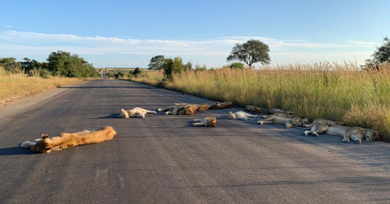 الأسود تستغل (إغلاق كورونا).. وتحتل طريقا بجنوب أفريقيا! صور صورة رقم 1