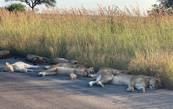 الأسود تستغل (إغلاق كورونا).. وتحتل طريقا بجنوب أفريقيا! صور صورة رقم 2