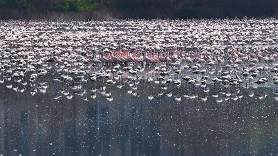 بالصور.. غاب التلوث فعادت أسراب الفلامنغو صورة رقم 3