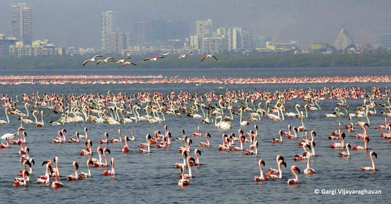 بالصور.. غاب التلوث فعادت أسراب الفلامنغو صورة رقم 6