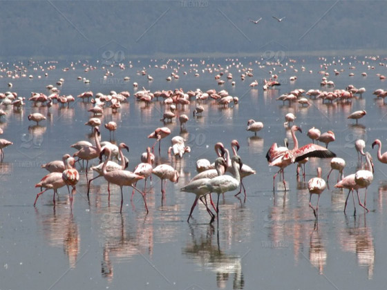 بالصور.. غاب التلوث فعادت أسراب الفلامنغو صورة رقم 4