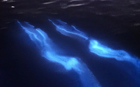 في ظاهرة نادرة جدا.. تسجيل ظهور دلافين متوهجة لأول مرة! فيديو صورة رقم 1