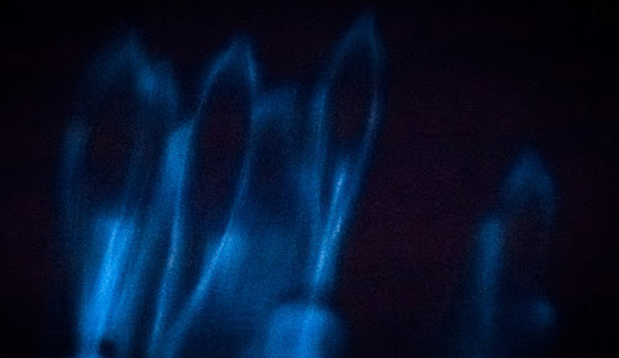 في ظاهرة نادرة جدا.. تسجيل ظهور دلافين متوهجة لأول مرة! فيديو صورة رقم 3