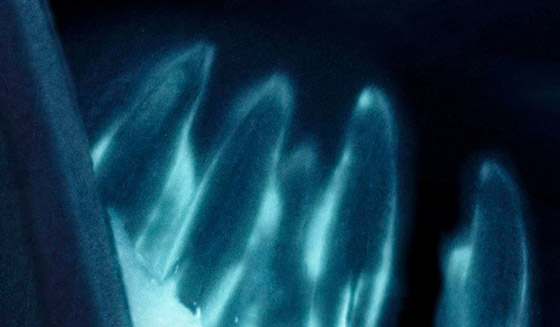 في ظاهرة نادرة جدا.. تسجيل ظهور دلافين متوهجة لأول مرة! فيديو صورة رقم 4