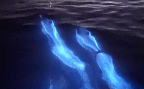 في ظاهرة نادرة جدا.. تسجيل ظهور دلافين متوهجة لأول مرة! فيديو صورة رقم 5