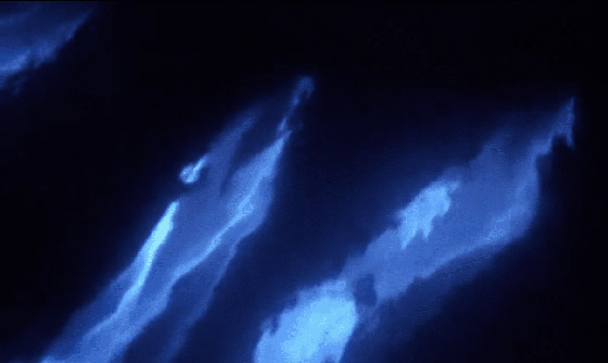 في ظاهرة نادرة جدا.. تسجيل ظهور دلافين متوهجة لأول مرة! فيديو صورة رقم 6