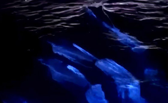 في ظاهرة نادرة جدا.. تسجيل ظهور دلافين متوهجة لأول مرة! فيديو صورة رقم 7