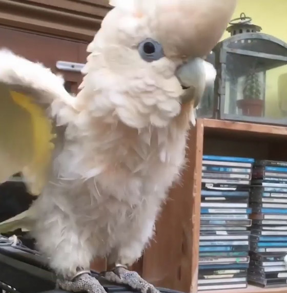 شاهد.. ببغاء يغني ويرقص على أنغام نشيد كورونا صورة رقم 1