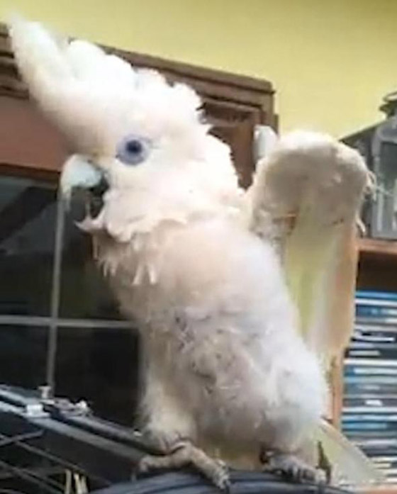 شاهد.. ببغاء يغني ويرقص على أنغام نشيد كورونا صورة رقم 2