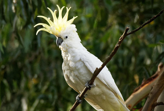 شاهد.. ببغاء يغني ويرقص على أنغام نشيد كورونا صورة رقم 3